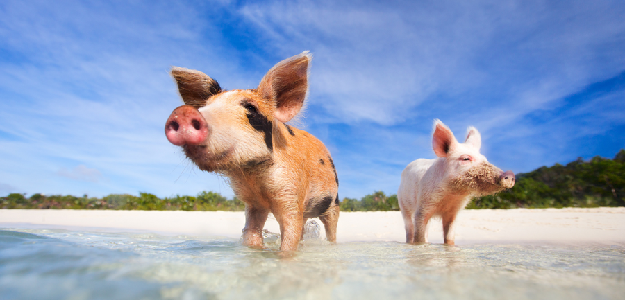 Top Things to Do When You Visit the Bahamas in 2025