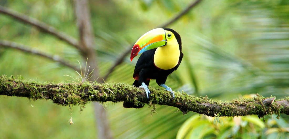 Why Travel Insurance is Essential for Visiting Costa Rica in 2025