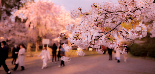 How to Get Mobile Internet in Japan in 2025: The Best Options for Travelers